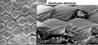 Centrophorus niaukan_d2.jpg